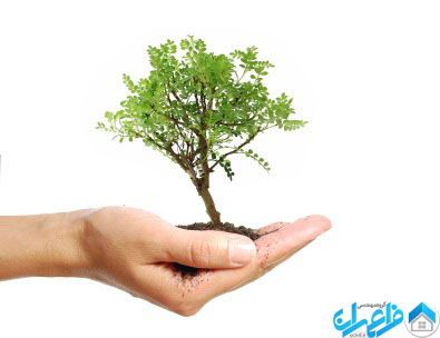 tree_in_hand